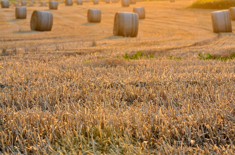 Shared Harvest Initiatives
